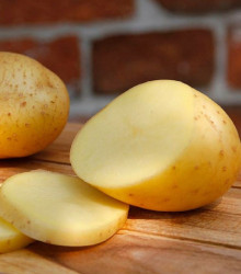 Sadbové brambory Belana - Solanum tuberosum - Kiepenkerl - 10 ks