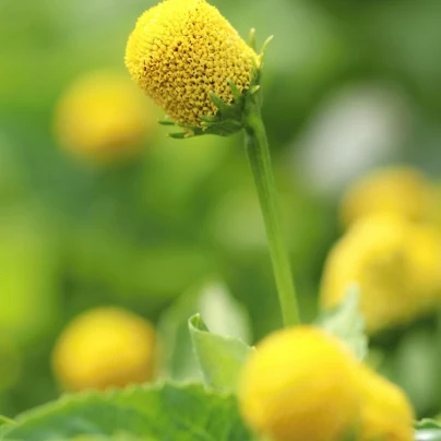 Plamatka zelná Homer - Spilanthes oleracea - semena - 15 ks