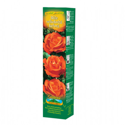 Růže velkokvětá oranžová - Rosa - prostokořenné sazenice - 1 ks