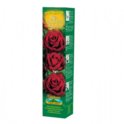 Růže velkokvětá červená - Rosa - prostokořenné sazenice - 1 ks