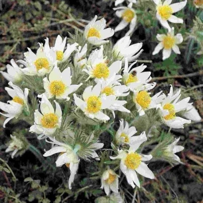 Koniklec obecný White Bells - Pulsatilla vulgaris - semena - 20 ks