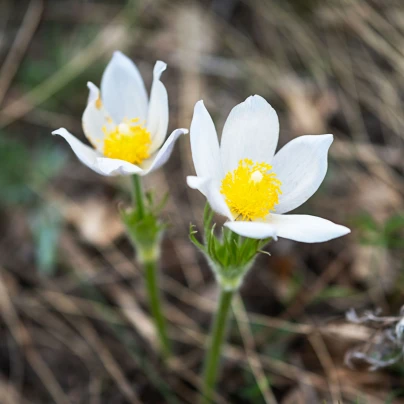 Koniklec obecný White Bells - Pulsatilla vulgaris - semena - 20 ks