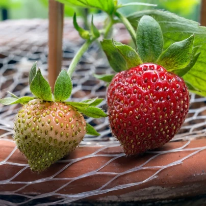 Jahodník stáleplodící Ariba Deep Rose F1 - Fragaria ananassa - semena - 10 ks