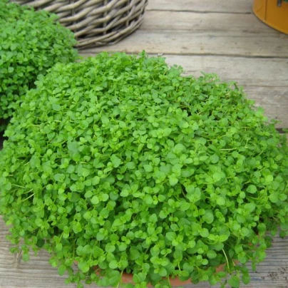 Máta peprná Mini Mint - Mentha piperita - semena - 20 ks