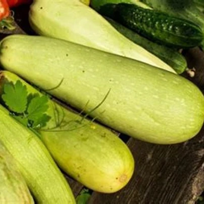 Okurka salátová Travito F1 - Cucumis sativus - semena - 10 ks