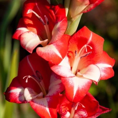 Mečík Mademoiselle de Paris - Gladiolus - cibuloviny - 3 ks