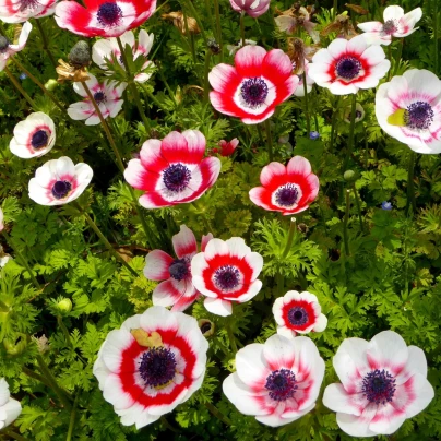 Sasanka Bicolor - Anemone - cibuloviny - 3 ks