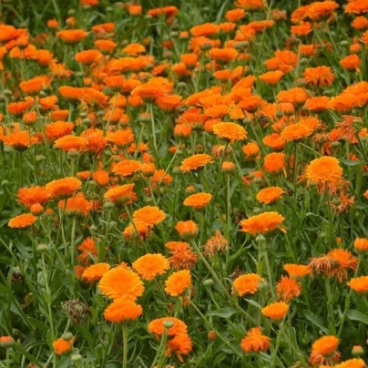 Měsíček lékařský Orange Double - Calendula officinalis - semena - 50 ks