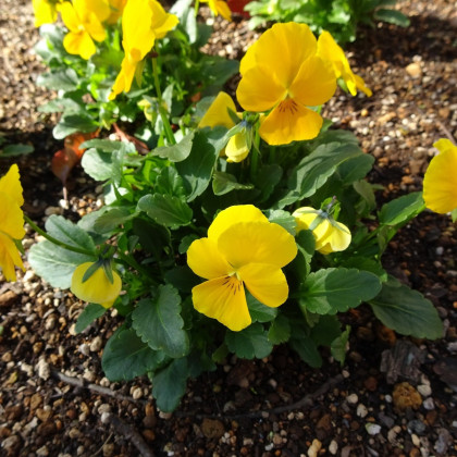 Violka Ice Babies F1 Golden Yellow - Viola cornuta - semena - 20 ks
