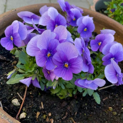 Violka Twix F1 Lavender Shades - Viola cornuta - semena - 20 ks