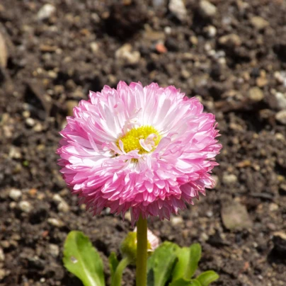 Sedmikráska chudobka Robella - Bellis perennis - semena - 40 ks