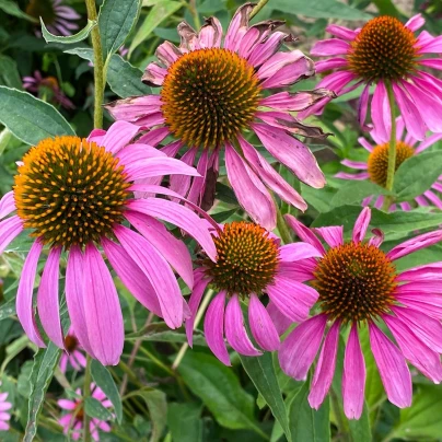 Třapatka Primadonna Deep Rose - Echinacea purpurea - semena - 15 ks