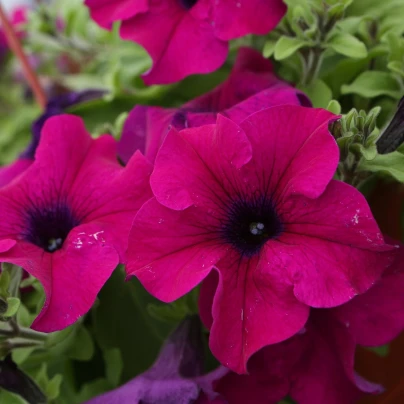 Petúnie Cascadini F1 Purple - Petunia x atkinsiana - semena - 15 ks