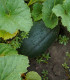 Cuketa Green Griller F1 - Cucurbita pepo - semena - 5 ks