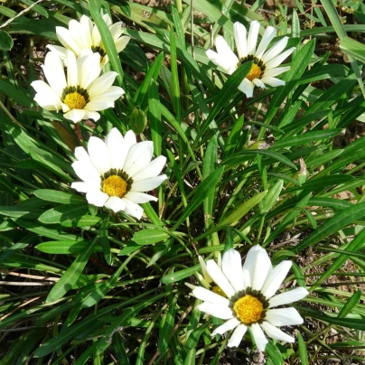 Gazánie Kiss White F1 - Gazania rigens - semena - 12 ks