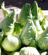BIO Zelí bílé Eersteling - Brassica oleracea - bio semena - 20 ks