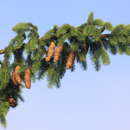 Smrk ztepilý - Picea abies - semena - 8 ks
