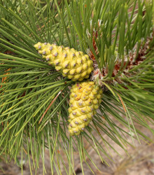 Borovice černá - Pinus nigra - semena - 4 ks