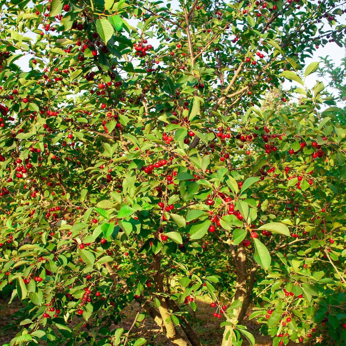 Barbadorská třešeň - Acerola - Malpighia glabra - semena - 4 ks