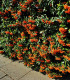 Hlohyně šarlatová - Pyracantha coccinea - semena - 5 ks