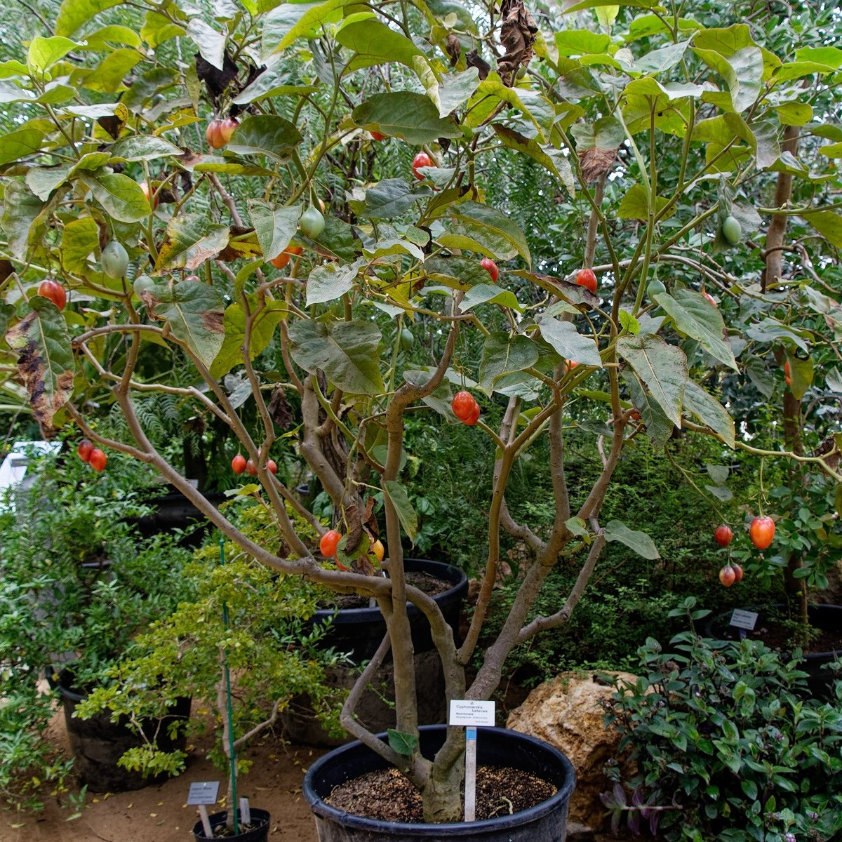 Rajčatový strom - Cyphomandra betacea - semena - 5 ks