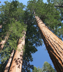 Sekvoj vždyzelená - Sequoia sempervirens - semena - 3 ks