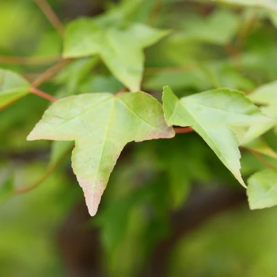 Javor Bürgerův - Acer buergerianum - semena - 5 ks