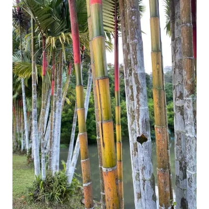 Král bambusů - Phyllostachys pubescens - semena - 3 ks