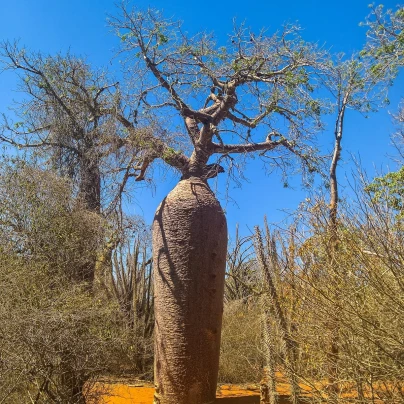 Baobab Fony - Adansonia fony - semena - 2 ks