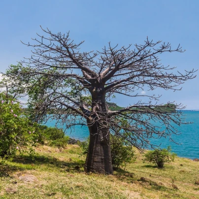 Baobab suarézský - Lahvový strom - Adansonia suarezensis - semena - 2 ks