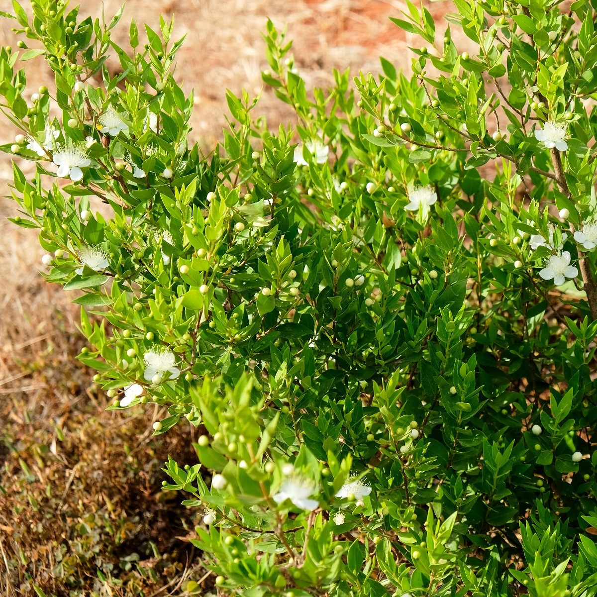 Myrta obecná - Myrtus communis - semena - 5 ks