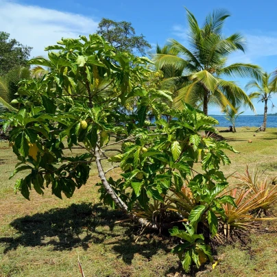 Noni - Morinda citrifolia - semena - 5 ks