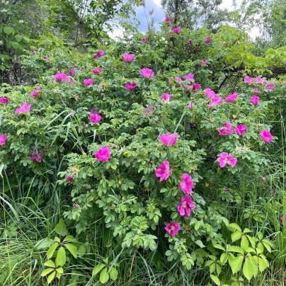 Růže svraskalá - Rosa rugosa - semena - 5 ks