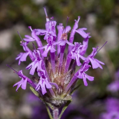 Mateřídouška dlouhokvětá - Thymus longiflorus - semena - 50 ks