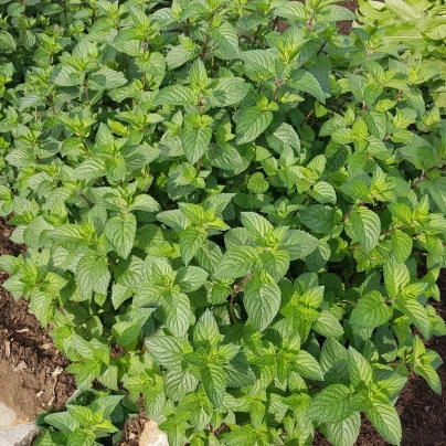 Máta peprná - Mentha piperita - semena - 0,1 g