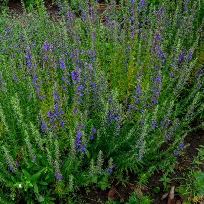 Yzop lékařský modrý - Hyssopus officinalis - semena - 200 ks