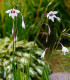 Acidanthera - Acidanthera - cibuloviny - 4 ks