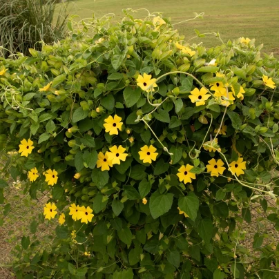 Černooká Zuzana - Thunbergia alata - semena - 12 ks