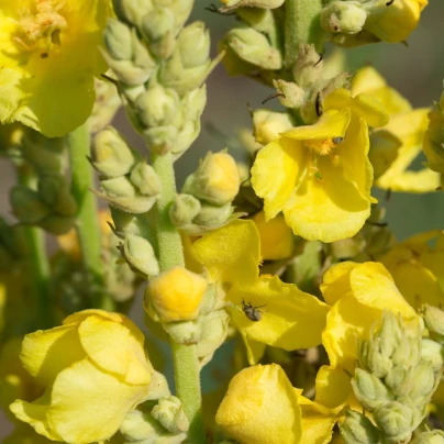 Divizna velkokvětá - Verbascum densiflorum - semena - 300 ks