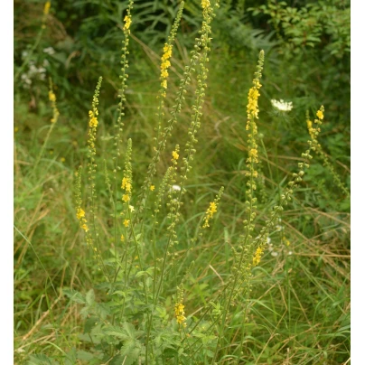 Řepík lékařský - Agrimonia eupatoria - semena - 20 ks