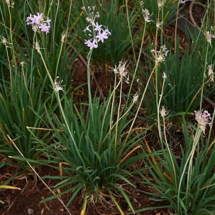 Česneková tráva - Tulbaghia violacea - semena - 5 ks