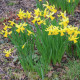 Narcis February gold - Narcissus - cibuloviny - 3 ks