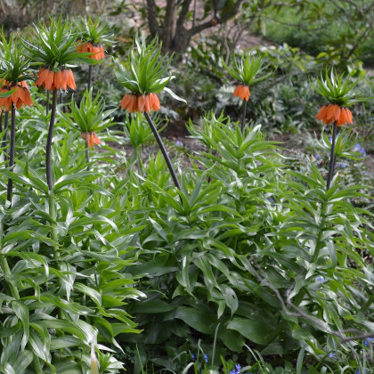 Řebčík královský Aurora - Fritillaria imperialis - cibuloviny - 1 ks