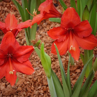 Hvězdník Red Lion - Hippeastrum - cibuloviny - 1 ks