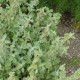 Jablečník obecný - Marrubium vulgare - semena - 12 ks