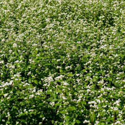 Pohanka setá - Polygonum fagopyrum - semena - 20 ks