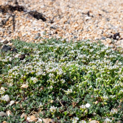 Lžičník lékařský - Cochleria officinalis - semena - 20 ks