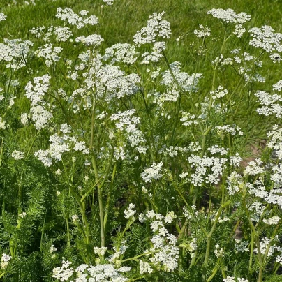 Anýz - Pimpinella anisum - semena - 250 ks