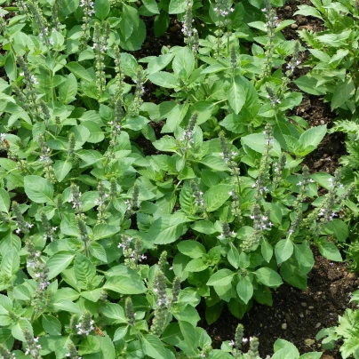 Bazalka indická Tulsi - Ocimum tenuiflorum - semena - 50 ks