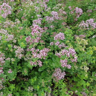 Dobromysl obecná - Origanum vulgare - semena - 1200 ks